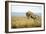 Lion (Panthera Leo) Female Jumping - Hunting, Masai Mara Game Reserve, Kenya-Denis-Huot-Framed Photographic Print