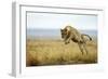 Lion (Panthera Leo) Female Jumping - Hunting, Masai Mara Game Reserve, Kenya-Denis-Huot-Framed Photographic Print