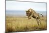 Lion (Panthera Leo) Female Jumping - Hunting, Masai Mara Game Reserve, Kenya-Denis-Huot-Mounted Photographic Print