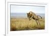 Lion (Panthera Leo) Female Jumping - Hunting, Masai Mara Game Reserve, Kenya-Denis-Huot-Framed Photographic Print