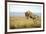 Lion (Panthera Leo) Female Jumping - Hunting, Masai Mara Game Reserve, Kenya-Denis-Huot-Framed Photographic Print