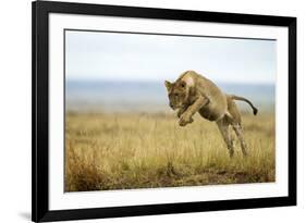 Lion (Panthera Leo) Female Jumping - Hunting, Masai Mara Game Reserve, Kenya-Denis-Huot-Framed Photographic Print