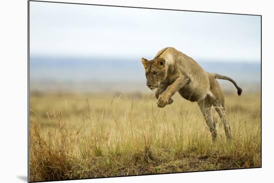 Lion (Panthera Leo) Female Jumping - Hunting, Masai Mara Game Reserve, Kenya-Denis-Huot-Mounted Photographic Print