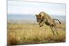 Lion (Panthera Leo) Female Jumping - Hunting, Masai Mara Game Reserve, Kenya-Denis-Huot-Mounted Photographic Print