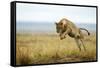 Lion (Panthera Leo) Female Jumping - Hunting, Masai Mara Game Reserve, Kenya-Denis-Huot-Framed Stretched Canvas