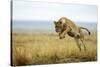 Lion (Panthera Leo) Female Jumping - Hunting, Masai Mara Game Reserve, Kenya-Denis-Huot-Stretched Canvas