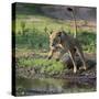 Lion (Panthera leo), female jumping over a stream. Mana Pools National Park, Zimbabwe-Tony Heald-Stretched Canvas