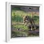 Lion (Panthera leo), female jumping over a stream. Mana Pools National Park, Zimbabwe-Tony Heald-Framed Photographic Print