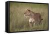 Lion (Panthera Leo) Female (Lioness) in Tall Grass-James Hager-Framed Stretched Canvas