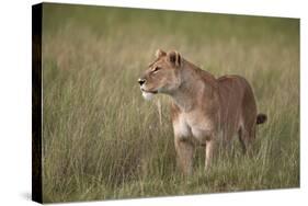 Lion (Panthera Leo) Female (Lioness) in Tall Grass-James Hager-Stretched Canvas