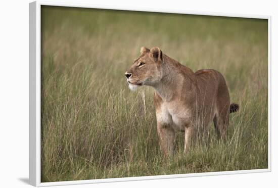 Lion (Panthera Leo) Female (Lioness) in Tall Grass-James Hager-Framed Photographic Print