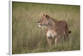 Lion (Panthera Leo) Female (Lioness) in Tall Grass-James Hager-Framed Photographic Print