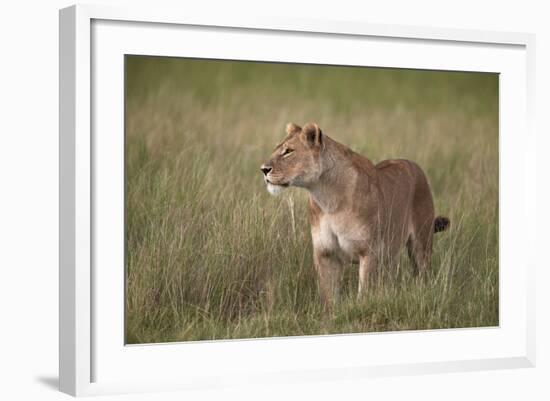 Lion (Panthera Leo) Female (Lioness) in Tall Grass-James Hager-Framed Photographic Print