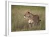 Lion (Panthera Leo) Female (Lioness) in Tall Grass-James Hager-Framed Photographic Print