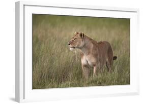 Lion (Panthera Leo) Female (Lioness) in Tall Grass-James Hager-Framed Photographic Print