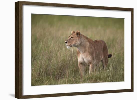 Lion (Panthera Leo) Female (Lioness) in Tall Grass-James Hager-Framed Photographic Print