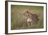 Lion (Panthera Leo) Female (Lioness) in Tall Grass-James Hager-Framed Photographic Print