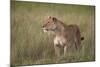 Lion (Panthera Leo) Female (Lioness) in Tall Grass-James Hager-Mounted Photographic Print