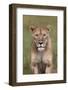 Lion (Panthera Leo) Female (Lioness), Ngorongoro Crater, Tanzania, East Africa, Africa-James Hager-Framed Photographic Print
