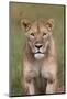 Lion (Panthera Leo) Female (Lioness), Ngorongoro Crater, Tanzania, East Africa, Africa-James Hager-Mounted Photographic Print