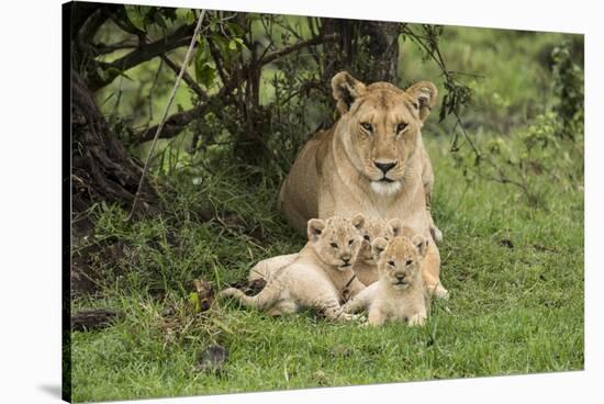 Lion (Panthera leo), female with three cubs age 6 weeks, Masai-Mara Game Reserve, Kenya-Denis-Huot-Stretched Canvas