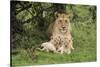 Lion (Panthera leo), female with three cubs age 6 weeks, Masai-Mara Game Reserve, Kenya-Denis-Huot-Stretched Canvas