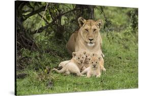 Lion (Panthera leo), female with three cubs age 6 weeks, Masai-Mara Game Reserve, Kenya-Denis-Huot-Stretched Canvas