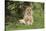 Lion (Panthera leo), female with three cubs age 6 weeks, Masai-Mara Game Reserve, Kenya-Denis-Huot-Stretched Canvas