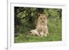 Lion (Panthera leo), female with three cubs age 6 weeks, Masai-Mara Game Reserve, Kenya-Denis-Huot-Framed Photographic Print