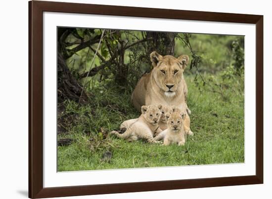Lion (Panthera leo), female with three cubs age 6 weeks, Masai-Mara Game Reserve, Kenya-Denis-Huot-Framed Photographic Print