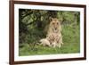 Lion (Panthera leo), female with three cubs age 6 weeks, Masai-Mara Game Reserve, Kenya-Denis-Huot-Framed Photographic Print