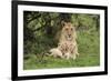 Lion (Panthera leo), female with three cubs age 6 weeks, Masai-Mara Game Reserve, Kenya-Denis-Huot-Framed Photographic Print