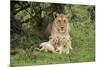 Lion (Panthera leo), female with three cubs age 6 weeks, Masai-Mara Game Reserve, Kenya-Denis-Huot-Mounted Photographic Print