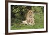 Lion (Panthera leo), female with three cubs age 6 weeks, Masai-Mara Game Reserve, Kenya-Denis-Huot-Framed Photographic Print