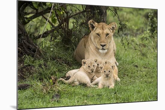 Lion (Panthera leo), female with three cubs age 6 weeks, Masai-Mara Game Reserve, Kenya-Denis-Huot-Mounted Photographic Print