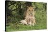 Lion (Panthera leo), female with three cubs age 6 weeks, Masai-Mara Game Reserve, Kenya-Denis-Huot-Stretched Canvas