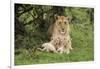 Lion (Panthera leo), female with three cubs age 6 weeks, Masai-Mara Game Reserve, Kenya-Denis-Huot-Framed Photographic Print