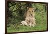 Lion (Panthera leo), female with three cubs age 6 weeks, Masai-Mara Game Reserve, Kenya-Denis-Huot-Framed Photographic Print