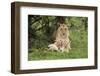 Lion (Panthera leo), female with three cubs age 6 weeks, Masai-Mara Game Reserve, Kenya-Denis-Huot-Framed Photographic Print