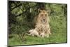 Lion (Panthera leo), female with three cubs age 6 weeks, Masai-Mara Game Reserve, Kenya-Denis-Huot-Mounted Photographic Print