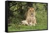 Lion (Panthera leo), female with three cubs age 6 weeks, Masai-Mara Game Reserve, Kenya-Denis-Huot-Framed Stretched Canvas