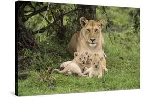 Lion (Panthera leo), female with three cubs age 6 weeks, Masai-Mara Game Reserve, Kenya-Denis-Huot-Stretched Canvas