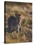 Lion (Panthera Leo), Immature, Kgalagadi Transfrontier Park-James Hager-Stretched Canvas