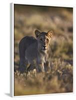 Lion (Panthera Leo), Immature, Kgalagadi Transfrontier Park-James Hager-Framed Photographic Print