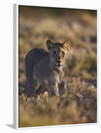 Lion (Panthera Leo), Immature, Kgalagadi Transfrontier Park-James Hager-Framed Photographic Print