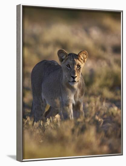 Lion (Panthera Leo), Immature, Kgalagadi Transfrontier Park-James Hager-Framed Photographic Print