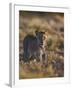 Lion (Panthera Leo), Immature, Kgalagadi Transfrontier Park-James Hager-Framed Photographic Print