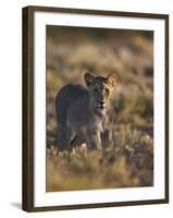 Lion (Panthera Leo), Immature, Kgalagadi Transfrontier Park-James Hager-Framed Photographic Print