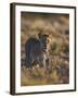 Lion (Panthera Leo), Immature, Kgalagadi Transfrontier Park-James Hager-Framed Photographic Print