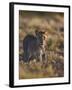 Lion (Panthera Leo), Immature, Kgalagadi Transfrontier Park-James Hager-Framed Photographic Print